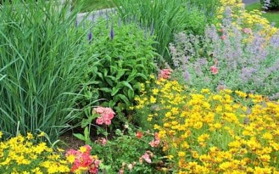 The Best Perennials to Plant in Early Spring for Long-Lasting Beauty