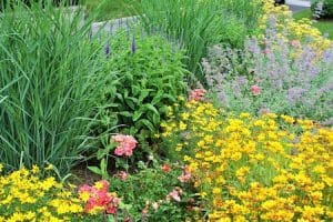 Dry Sun Perennials