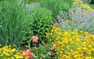How to Maintain a Healthy Garden: Essential Plant Care Tips