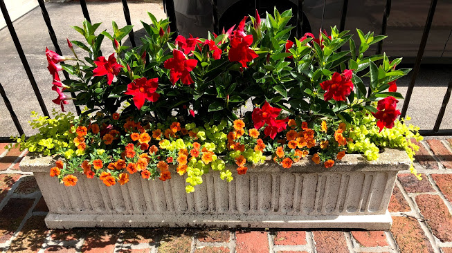 Planters with hot color annuals in Scarsdale, NY