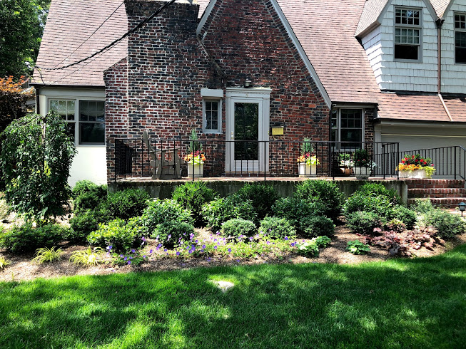 Front yard garden with boxwood, cherry laurel and perennials in Scarsdale, NY