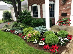 A front yard landscape of Evergreens is accessorized with white and red Impatiens in Scarsdale, NY