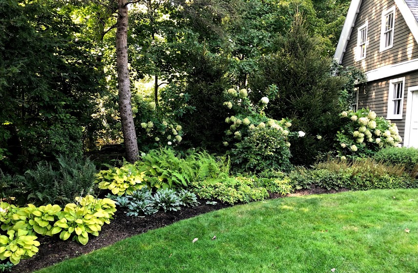Landscape in the shade with hydrangea and hosta