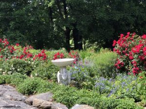 Beautiful antique bird bath acts as a center feature in this Larchmont perennial garden surrounded by Salvia and Knockout Roses
