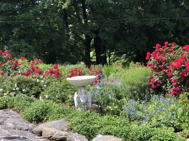 Larchmont – Beautiful antique bird bath acts as a center feature in this Larchmont perennial garden surrounded by Salvia and Knockout Roses.