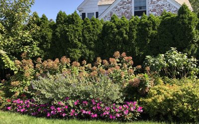 Container Gardening: Growing a Garden in Small Spaces