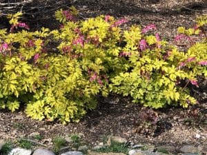 Landscaping solutions 1