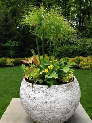 Garden planter with papyrus in Purchase, NY
