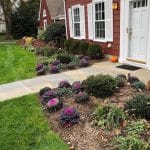 Fall garden planted with colorful Ornamental Cabbage in Harrison, NY