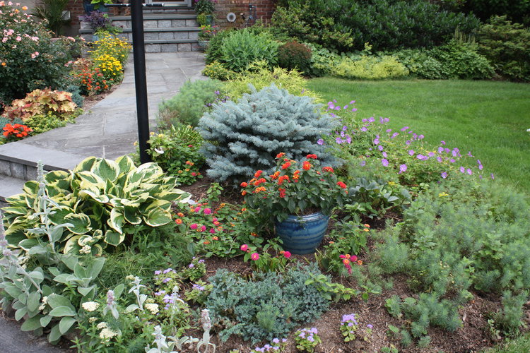 Front yard garden with colorful annuals in New Rochelle