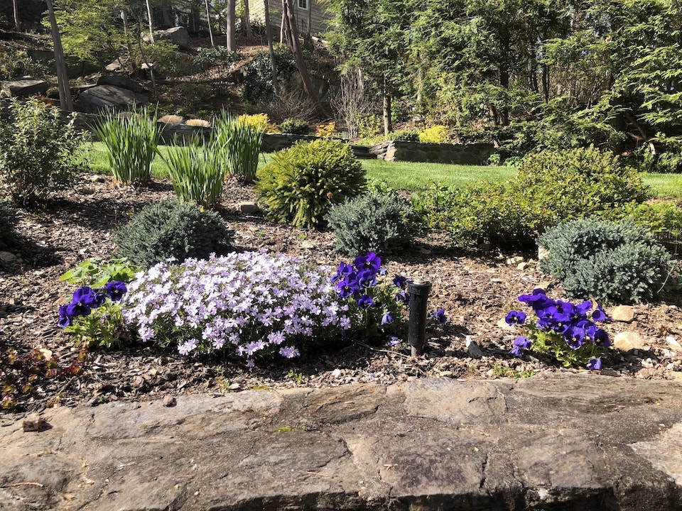 Purple Flowers in Perennial Garden
