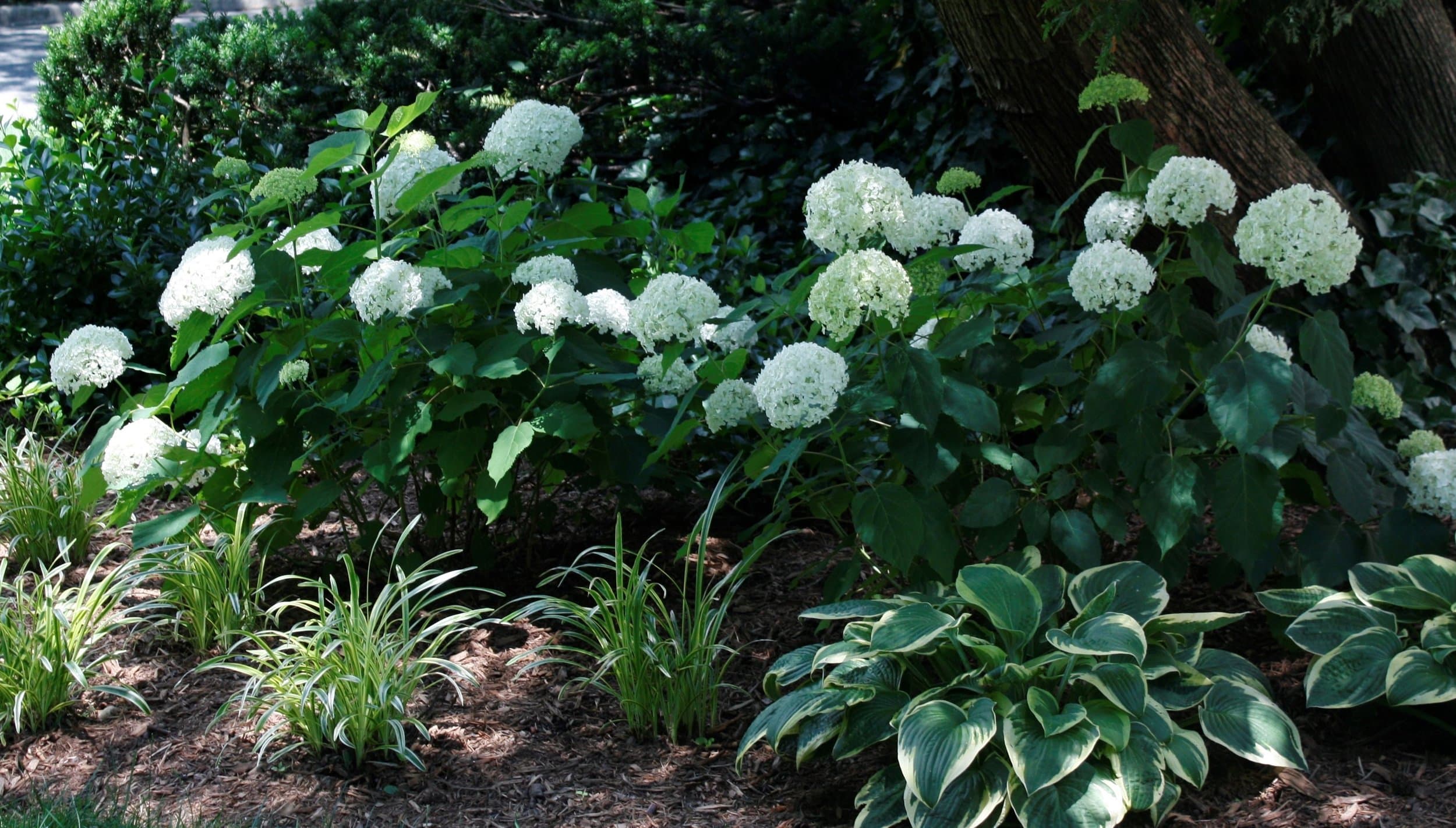 Planting is the shade under a tree with hydrangea, hosta and liriope