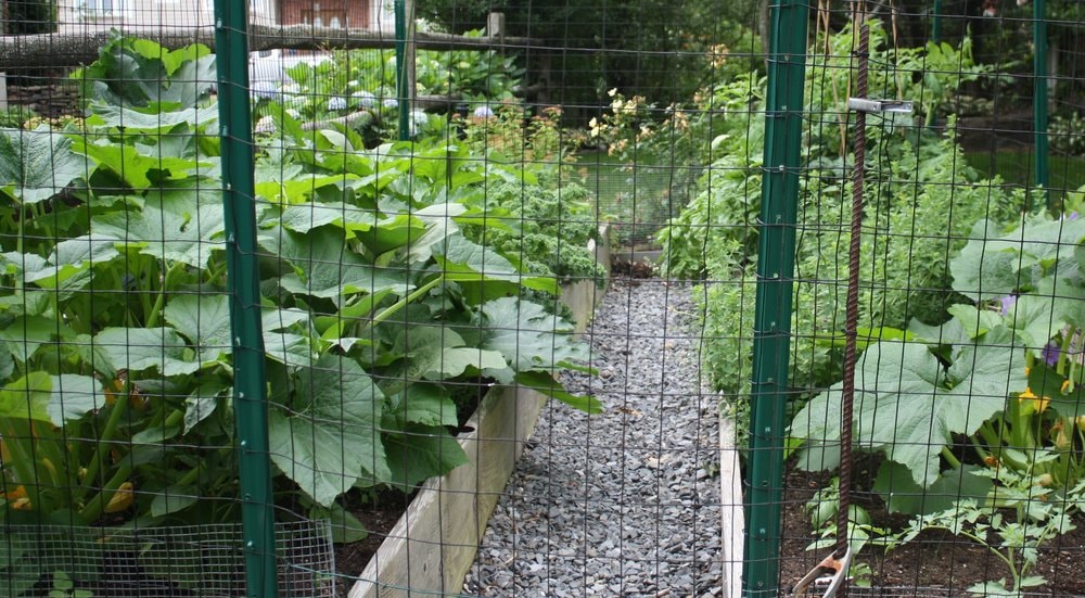 Vegetable garden in raised bed