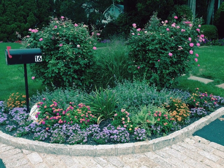 Flower garden with Roses, Catmint and annual flowers