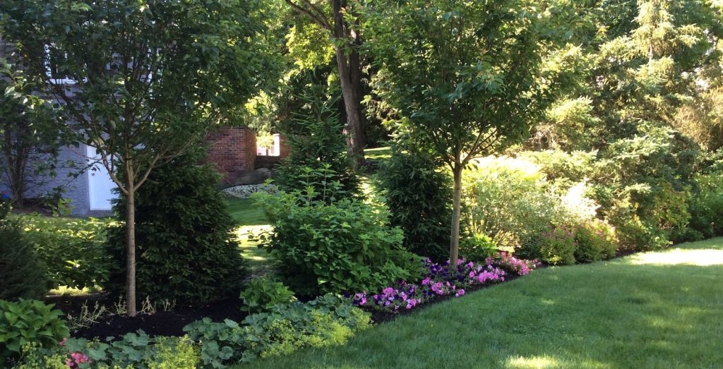 Garden with Norway Spruce, Kwanzan Cherry, Hydrangea and lady's mantle in  Scarsdale, NY