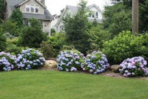This privacy border features Evergreens with Endless Summer Hydrangeas