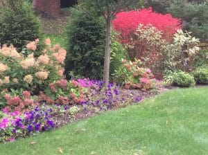 Privacy landscape with Spruce, Hydrangea, and Burning Bush