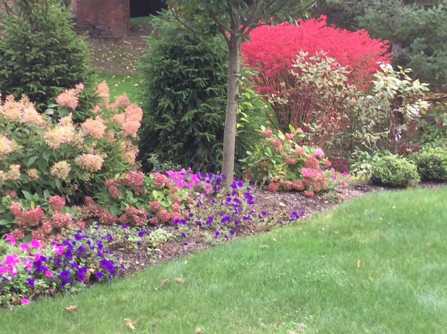 Garden Design with Hydrangea and Burning Bush in Scarsdale, NY
