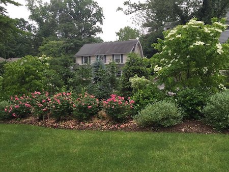 Landscape Design-Kousa Dogwood, roses, & hydrangea in New Rochelle