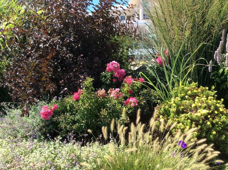Garden by the sea in Mamaroneck with roses and ornamental grasses