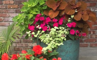 Container Gardening: Growing a Garden in Small Spaces