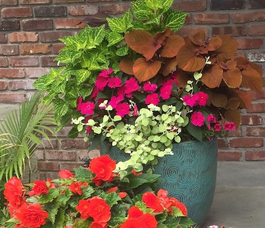 Shade garden planters with coleus, impatiens and helichrysum