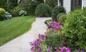 Flagstone walkway with Evergreens and Petunias