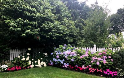 The Best Types of Hydrangeas for a Stunning Summer Garden