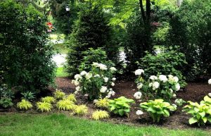 A multi-layered planting of Norway Spruce, Viburnum double file, Hydrangea, Annabel, Hosta and Hakonecloa creates a deep interesting privacy border