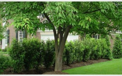 Signs Your Trees Need Attention: When to Trim, Prune, or Replace Them
