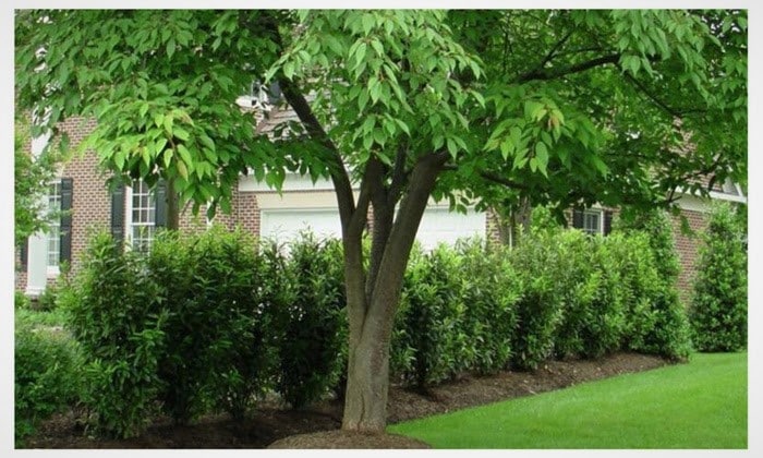 shrubs and tree privacy