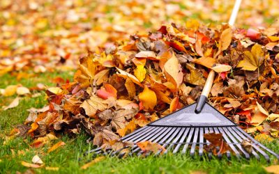 Do You Need to Rake Leaves off the Lawn?