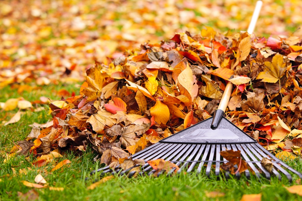 Do You Need to Rake Leaves off the Lawn?
