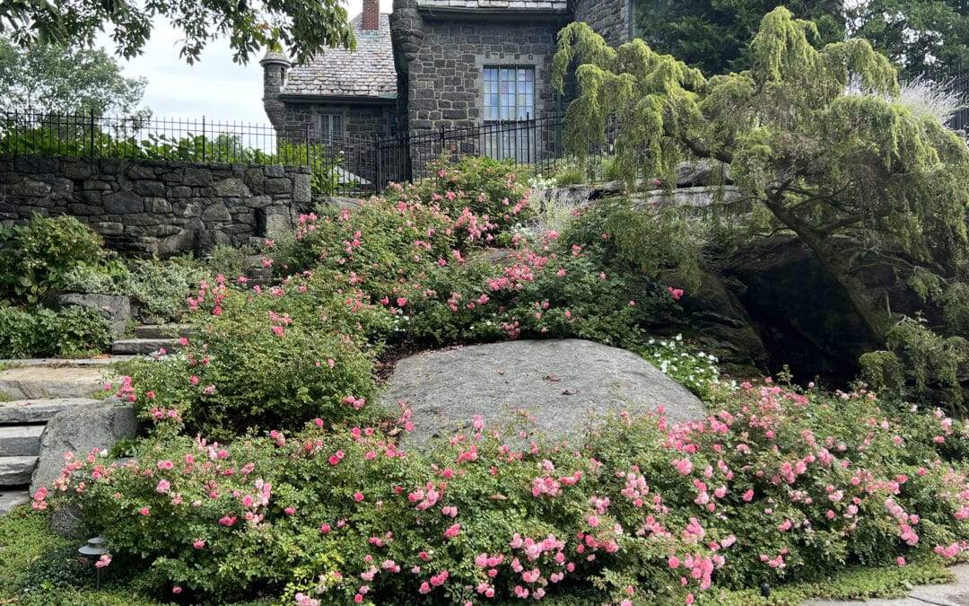 Drift roses in hillside garden, Larchmont, NY