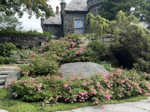 Drift roses in hillside garden, Larchmont, NY
