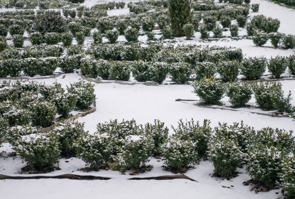 winter garden