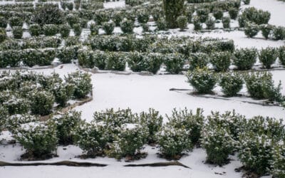 Winter Garden Care: Preparing Plants for Cold Weather