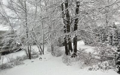 How to Winterize Your Landscape: A Complete Guide