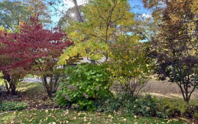 The Importance of Leaf Removal for a Healthy Lawn in Winter