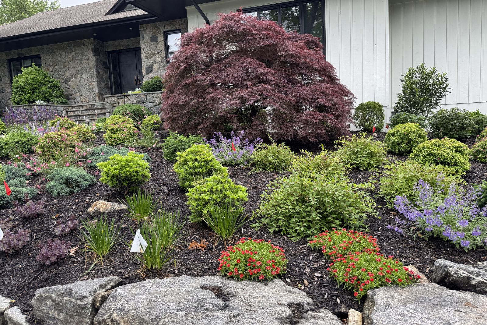 Japanese Maple Front Garden in Harrison NY