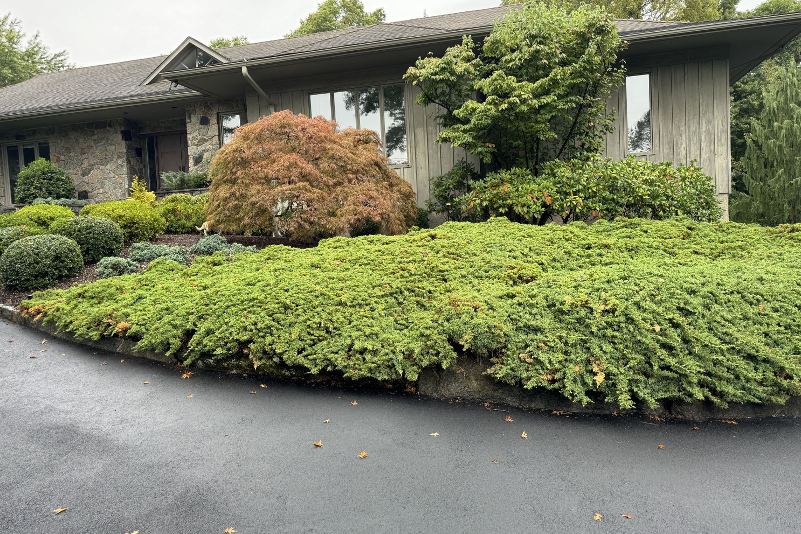 Japanese Maple in Harrison NY Before