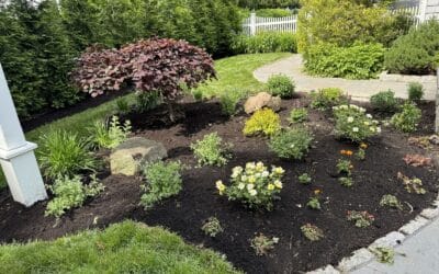 The Benefits of Native Plants: Why They’re Perfect for Your Landscape Design