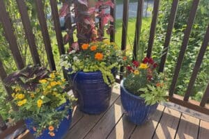 Summer Flowers in Blue Ceramic Pots in New Rochelle NY